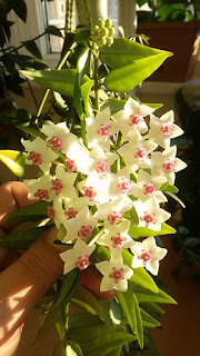 hoya-bella-flowers