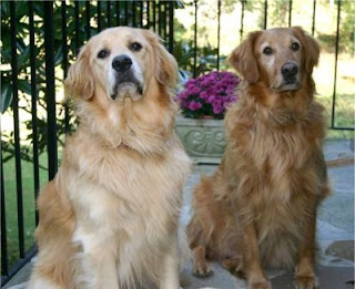 Large Golden Retriever