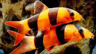Ikan Botia (Botia macracantha)