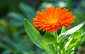 Orange morgenfrue giver haven og salatskålen farve