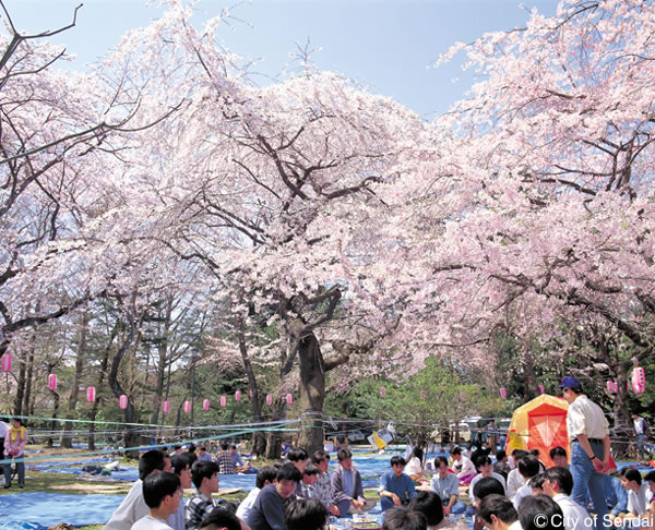 At the time of Sakura blooming the Japanese state was invaded by visitors