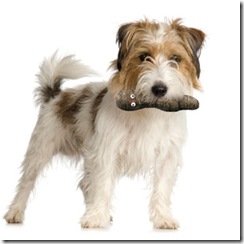MiniPoopsDog
