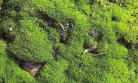 Bryophytes (Moss Plant)