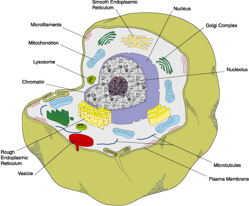 animal cell model images. Cell and tissue