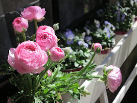 ByHaafner, pink flowers, peonies, terrace