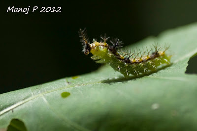 Caterpillar of Angled Castor Butterfly