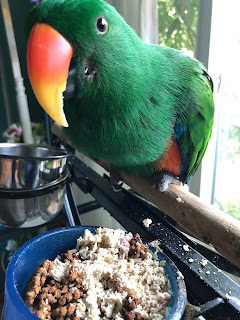 eclectus parrot ate his birdie almond cookie