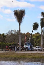 Picking up a tree