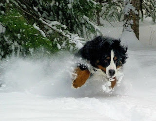 bernese mountain dogs pictures in snowfall