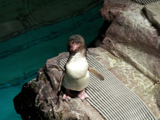 visite du New England Aquarium Boston