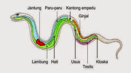 Alat dan Sistem Pernafasan Pada Hewan  Pintar Biologi