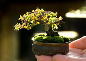 bonsai mini10