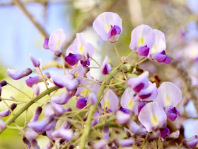 Wisteria