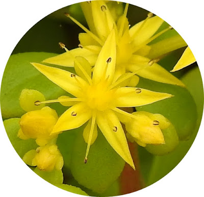 台灣佛甲草（石板菜）的花