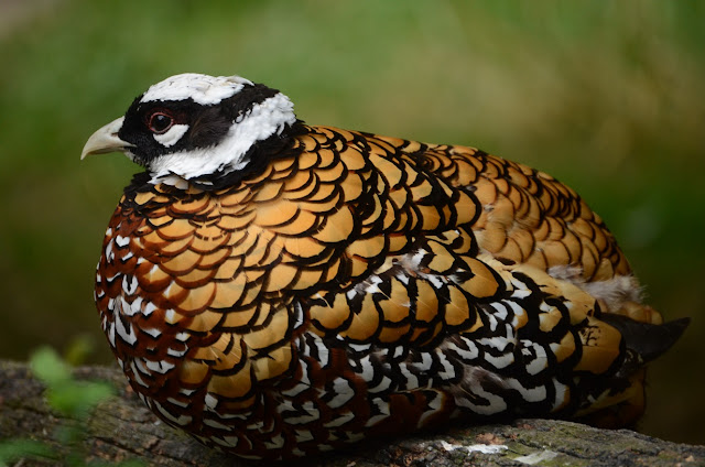 This bird has a white crown and beak, black mask, and feathers with contrasting edges: Gold with black, white with red-brown, and white with black.