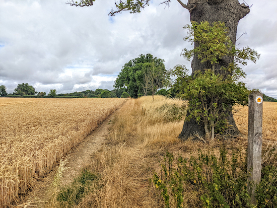 Keep to the left of a line of trees on Wheathampstead footpath 76