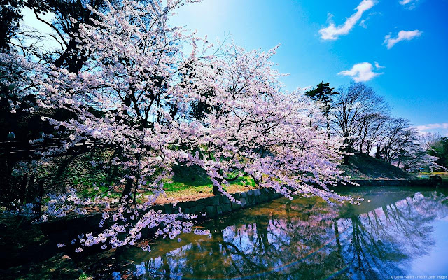 Beautiful White flowers at the Lake HD Wallpaper