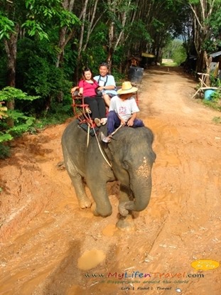 Phuket Rida an Elephant