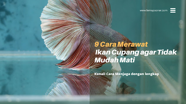 Cara Merawat Ikan Cupang