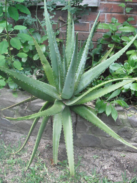 aloe vera plant