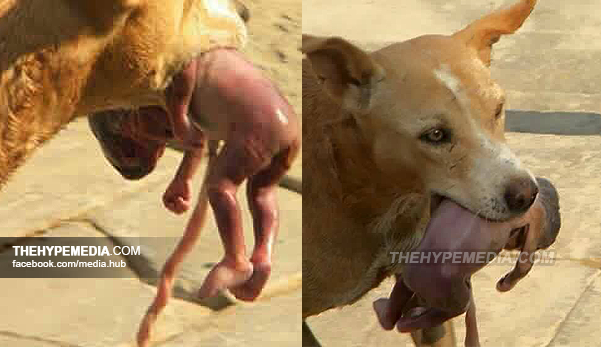 GEMPAR..CEPAT SEBARKAN !!! Subhanallah...Anjing ini selamatkan bayi yang baru dilahirkan setelah dibuang Ibunya..