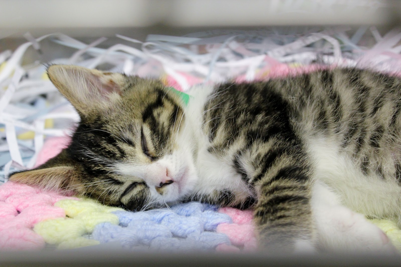 Cats! (at the Animal Humane Society)