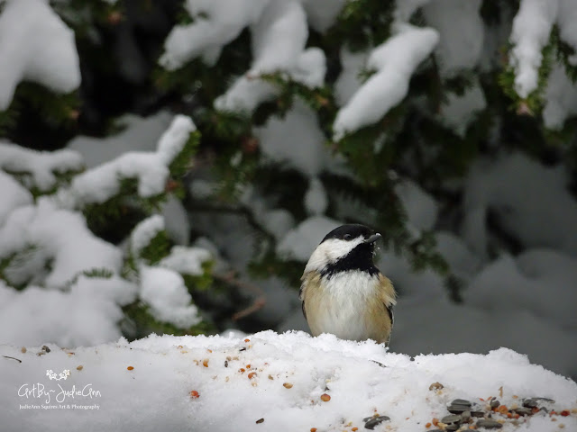 Black-capped Chickadee Photos