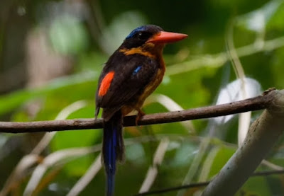 10 Burung Endemik Khas Pulau Papua yang Unik dan Eksotis