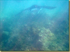 Manta Ray 3-1