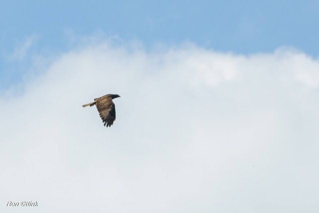 Buizerd