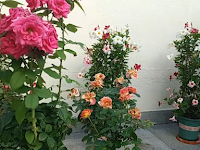 Cara Merawat Bunga Mawar dengan Kasih Sayang: Panduan Perawatan yang Mudah untuk Kebun Bunga Anda