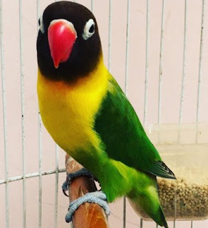 Harga Lovebird Dakocan Beserta Ciri-Ciri dan Gambarnya