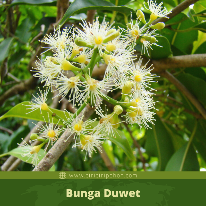 Ciri Ciri Pohon Duwet / Jamblang (Syzygium cumini) Di Alam Liar - Ciriciripohon.com