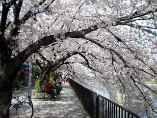 琵琶湖疏水べりの桜トンネル