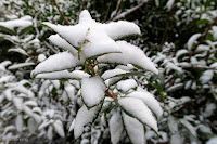 Late Winter, South Fidalgo Island