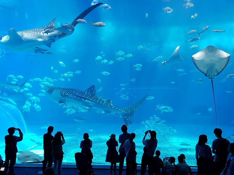 黑潮水族箱全景