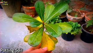 Why-is my-desert-rose-leaves-turning-yellow

