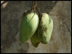 P1010203
