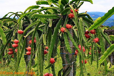 Pohon Buah Naga