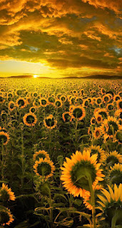 The sun and sunflower 🌻 