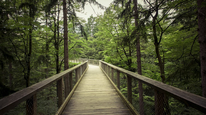 Light landscape nature forest