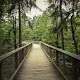 Light landscape nature forest