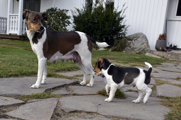 dansk svensk gårdshund valper