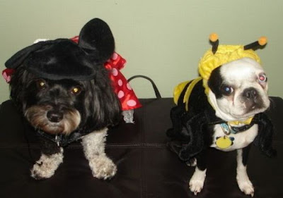 Crazy Halloween Costume for Dog Seen On www.coolpicturegallery.us