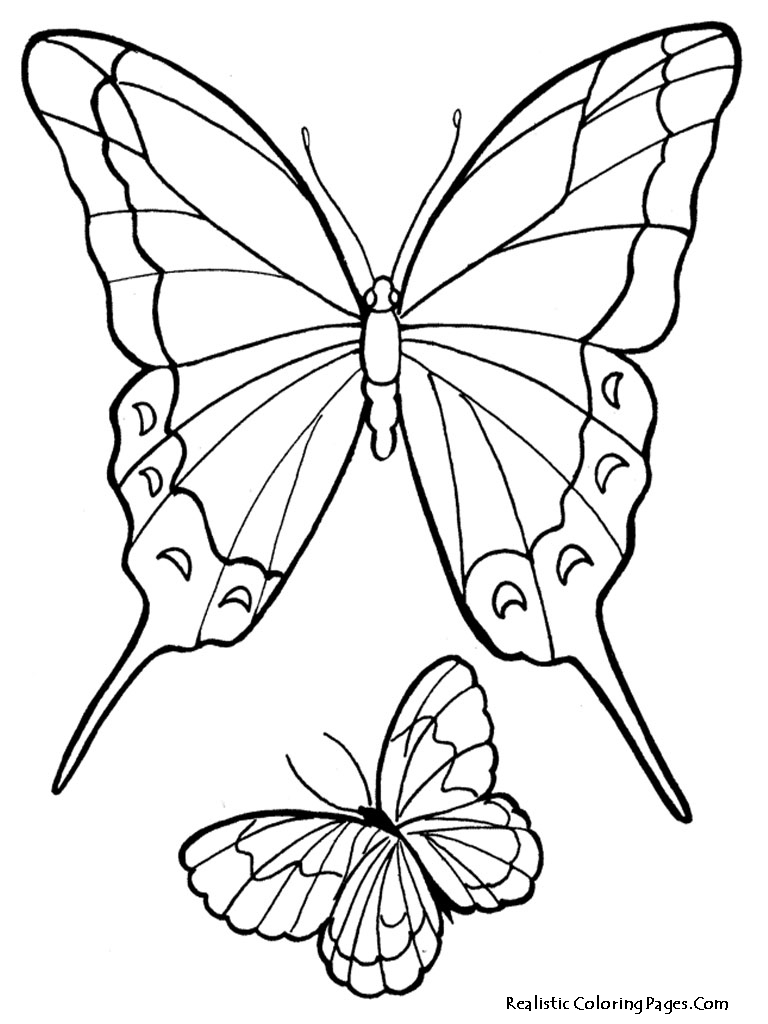 realistic butterfly coloring pages