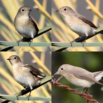 Red-breasted Flycatcher