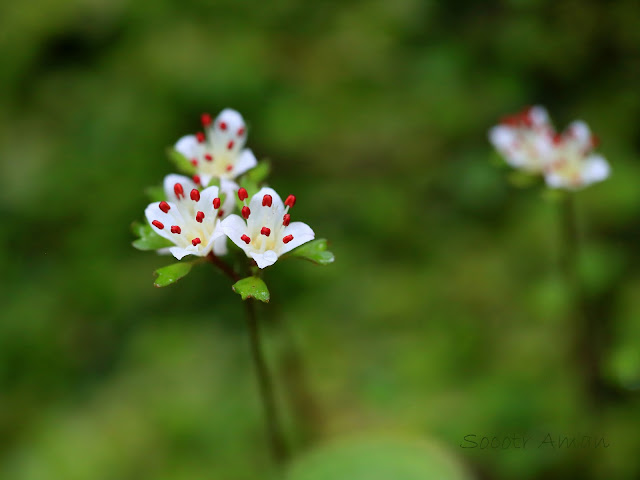 Chrysosplenium album