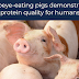 Porcos comedores de Ribeye demonstram qualidade de proteína para humanos.