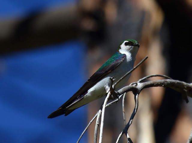 Violet-green Swallow