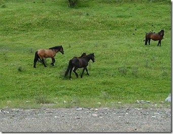 Horse-and-birds